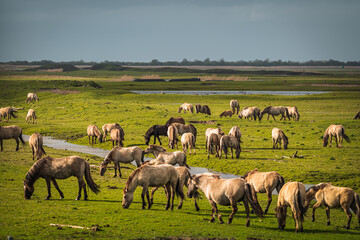 Herd of Konik horses in sunlight. Wild horses in Oostvaardersplassen nature reserve Flevoland in...