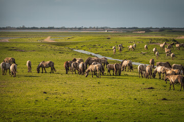 Herd of Konik horses in sunlight. Wild horses in Oostvaardersplassen nature reserve Flevoland in Netherlands