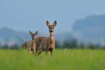 a doe with a cute fawns stands on the horizon. Capreolus capreolus. Wildlife scen with two roe deers. 