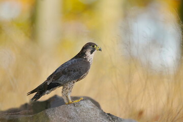 A peregrine falcon sitting on the stone. Falco peregrinus in the nature habitat. nests in the national park czech switzerland