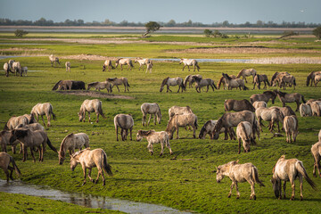 Fototapeta premium Herd of Konik horses in sunlight. Wild horses in Oostvaardersplassen nature reserve Flevoland in Netherlands