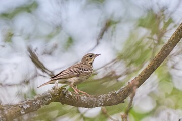 A Tree pipit sitting on the branch. Anthus trivialis.