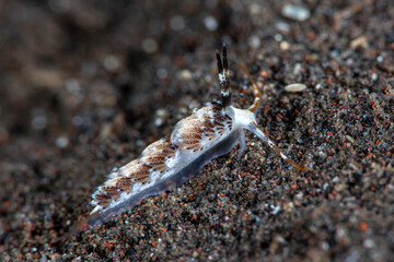 Sea slug - Facelina sp. Underwater macro life of Tulamben, Bali, Indonesia.