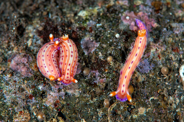 Nudibranchs - sea slugs - Hypselodoris cf. maculosa mating. Underwater macro life of Tulamben, Bali, Indonesia.
