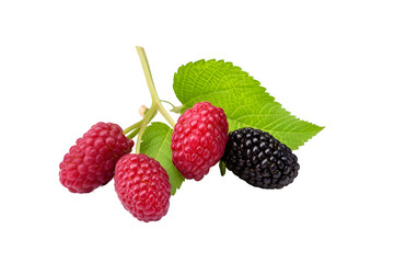 Fototapeta na wymiar red and black blackberry, ripe, isolated on transparent background. Generative Ai.