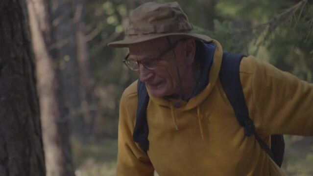 Senior hiker walks among green trees moving away fir branches in deep coniferous forest. Old man with black backpack hikes uniting with spring nature
