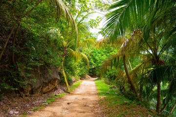 tropical jungle nature vegetation with path way. green forest of tropical jungle nature