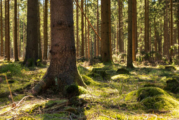 Beautiful light between the trunks of spruce and fir trees in a coniferous forest on the 