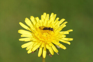 Closeup female hoverfly Melanostoma scalare, family hoverflies (Syrphidae) on the flower of Taraxacum officinale, the common dandelion, family Asteraceae or Compositae. Spring. Netherlands	