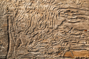 Traces of woodworms underneath the bark of an old deadwood tree trunk
