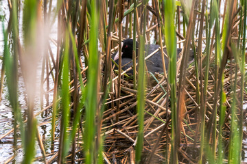 Blässhuhn im Nest