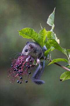 dormouse (Glis glis) Ghiro