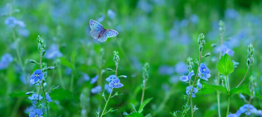 blue butterfly and blue flowers close up on green natural background. germander speedwell, Veronica...