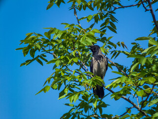 Photo of a crow on a walnut tree