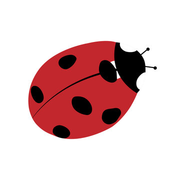 Red ladybug with black spots, top view, close-up, isolated, on a transparent and white background. Icon, design element. Vector illustration, image, graphic design.