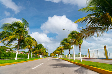 road way with palm trees. road way with palm plants. road way with palm in windy weather.