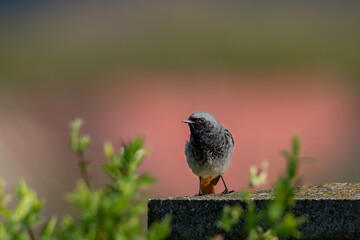 Photo of a black redstart on a fence