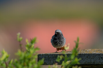 Photo of a black redstart on a fence