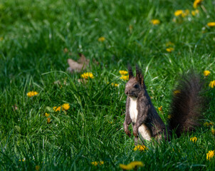 Photo of a brown squirrel in a park.
