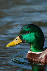 duck on the water