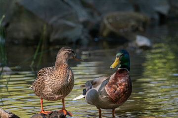 Male and female ducks enjoying the sun