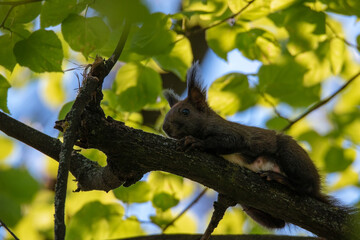 Photo of a brown squirrel in a park.