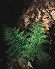Amazing leaves in a forest