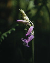 purple flowers in a dark forrest