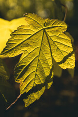 Amazing leaves in a forest