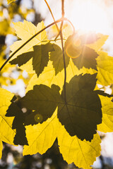 Amazing patterns created on leaves in a forest