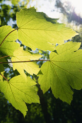 Amazing patterns created on leaves in a forest