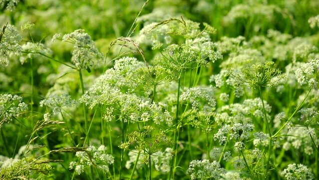 The cow parsley, Anthriscus sylvestris, is an umbelliferous plant. The wild chervil grow in meadow. Kupyr on a summer day, close-up, side view. White flowers on a green background.	

