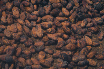 Cocoa tree plantation in harvest