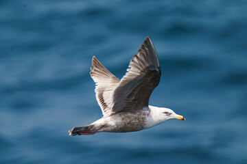 大洗～苫小牧航路海鳥