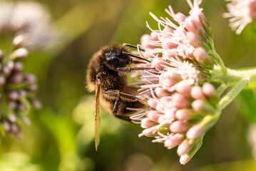 Close-up of a buff-tailed bumblebee (bombus terrestris) gathering pollen from pink flowering hemp-agrimony
