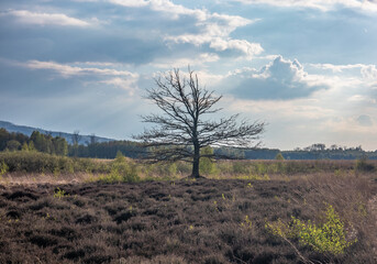 Obraz premium Bog Grosses Torfmoor in Germany.