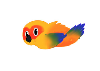 sun conure parrot-look