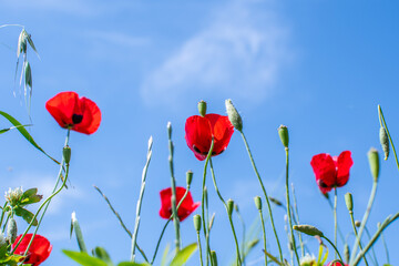 Photo of beautiful and wild black buttercups from below against blue sky with clouds. High-quality photo