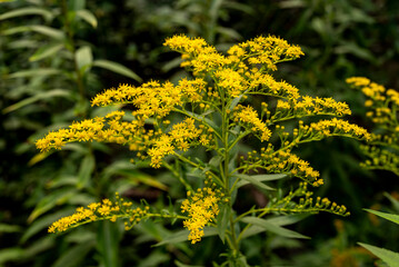 Canada goldenrod or Canadian goldenrod (Solidago canadensis) with bright yellow flowers in a forest, Germany - obrazy, fototapety, plakaty