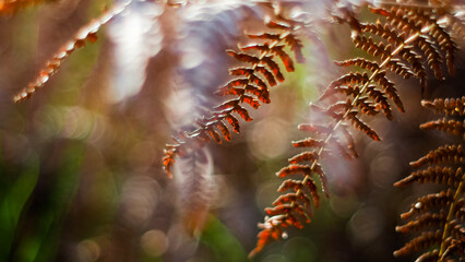 Macro de feuilles de fougère, dans la forêt des Landes de Gascogne