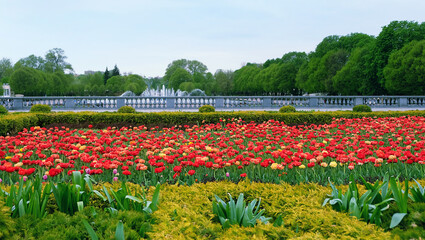 Beautiful big flower bed with colorful tulip flowers in city park. Natural floral abstract background. spring season. garden landscape design. Gorky Park, Central Park culture and rest, Moscow, Russia