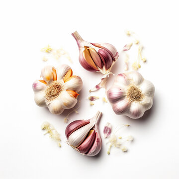fresh garlic isolated image on white background