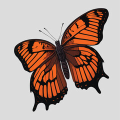 butterfly isolated on white vector
