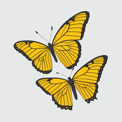 yellow butterfly isolated on white. vector
