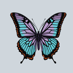 butterfly on white background