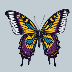 butterfly isolated on white vector 