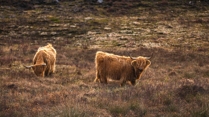 Striking Couple of Highland Cows Captured on the North Coast of Scotland