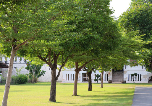 Black afara fence trees in the garden with shadow in the afternoon