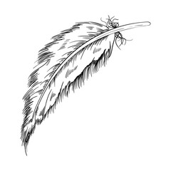 Bird feather vector illustration. Hand drawn feather illustration. Bird plumage. Writing pen. Vector Boho element. Old bird feathering silhouette. Black and white plumage element