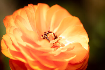 Orange  © Stephanie
